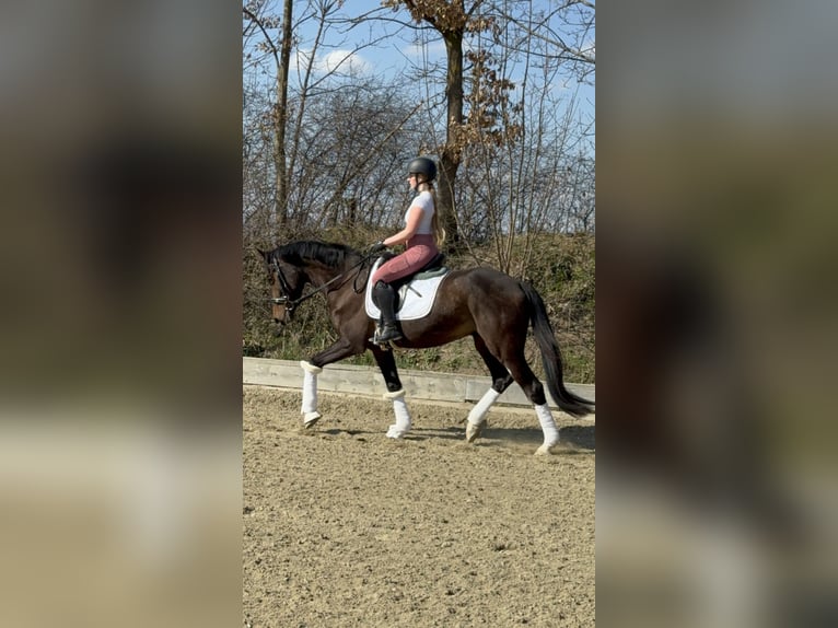 Oldenburgo Caballo castrado 4 años 165 cm Castaño oscuro in Hohenbrunn