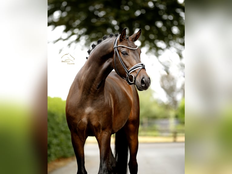 Oldenburgo Caballo castrado 4 años 165 cm Morcillo in Vechta