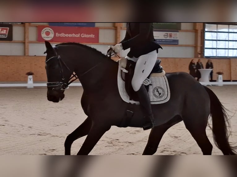 Oldenburgo Caballo castrado 4 años 165 cm Morcillo in Redefin