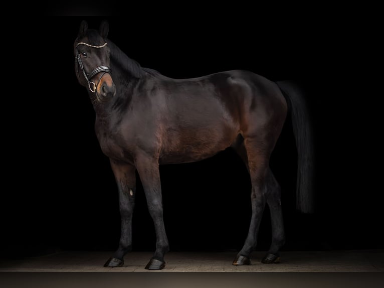 Oldenburgo Caballo castrado 4 años 165 cm Morcillo in Lauenburg