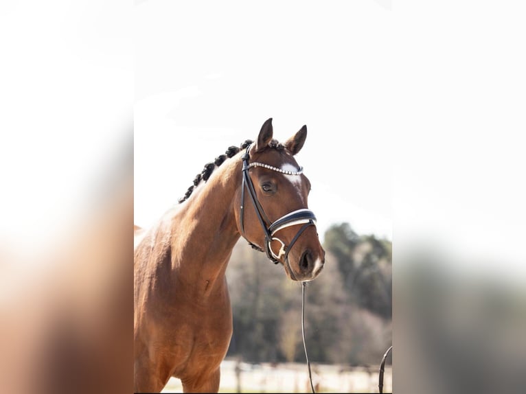 Oldenburgo Caballo castrado 4 años 165 cm Musgo marrón in Lehrberg