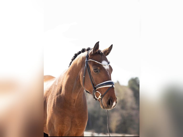 Oldenburgo Caballo castrado 4 años 165 cm Musgo marrón in Lehrberg