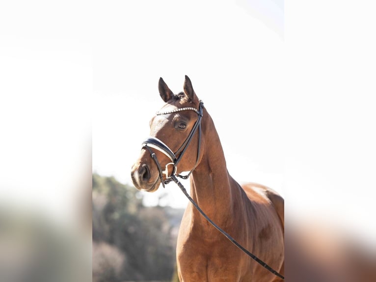 Oldenburgo Caballo castrado 4 años 165 cm Musgo marrón in Lehrberg