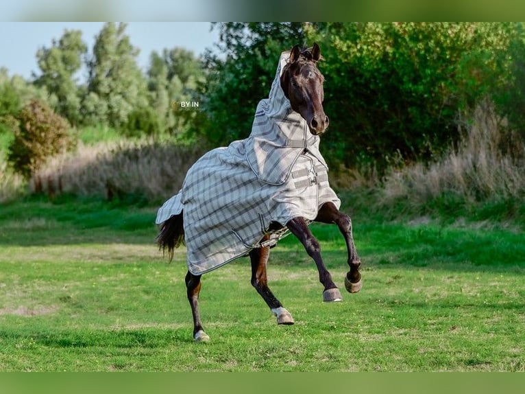 Oldenburgo Caballo castrado 4 años 165 cm Negro in Renesse