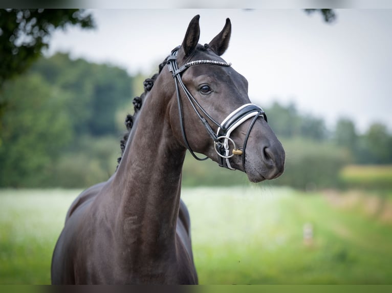 Oldenburgo Caballo castrado 4 años 165 cm Negro in Bramsche