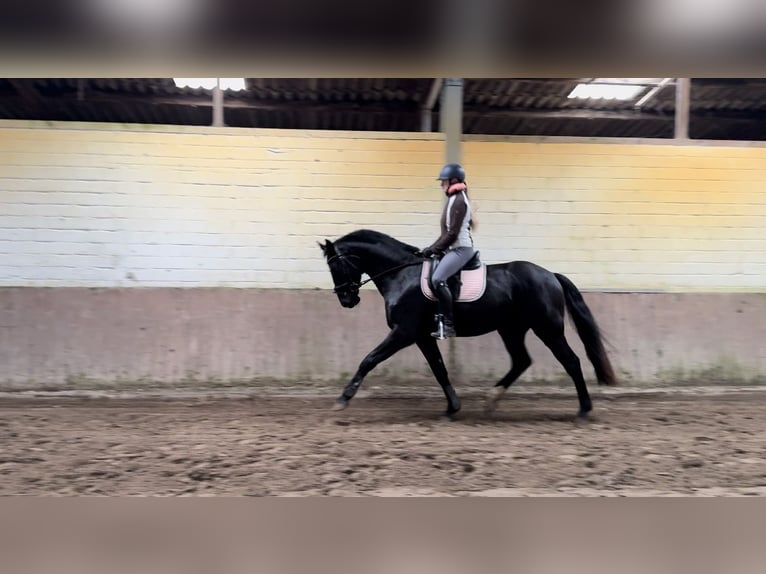 Oldenburgo Caballo castrado 4 años 165 cm Negro in Westerstede
