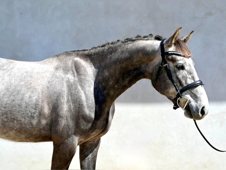 Oldenburgo Caballo castrado 4 años 165 cm Tordo in Prague