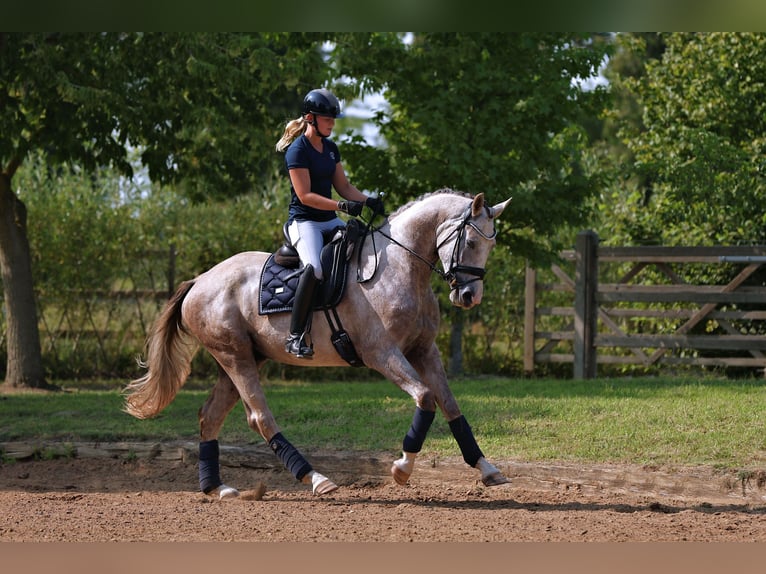 Oldenburgo Caballo castrado 4 años 165 cm Tordo rodado in Nauen