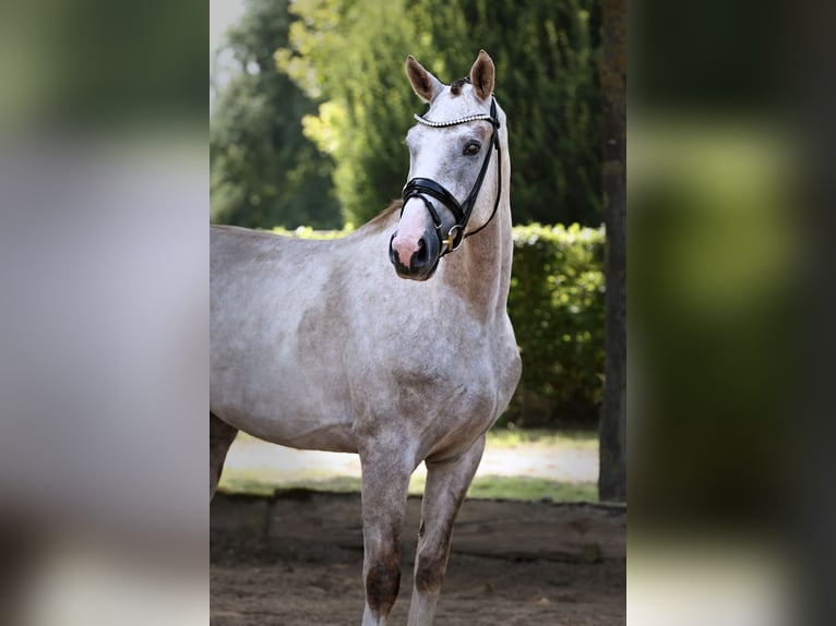 Oldenburgo Caballo castrado 4 años 165 cm Tordo rodado in Nauen