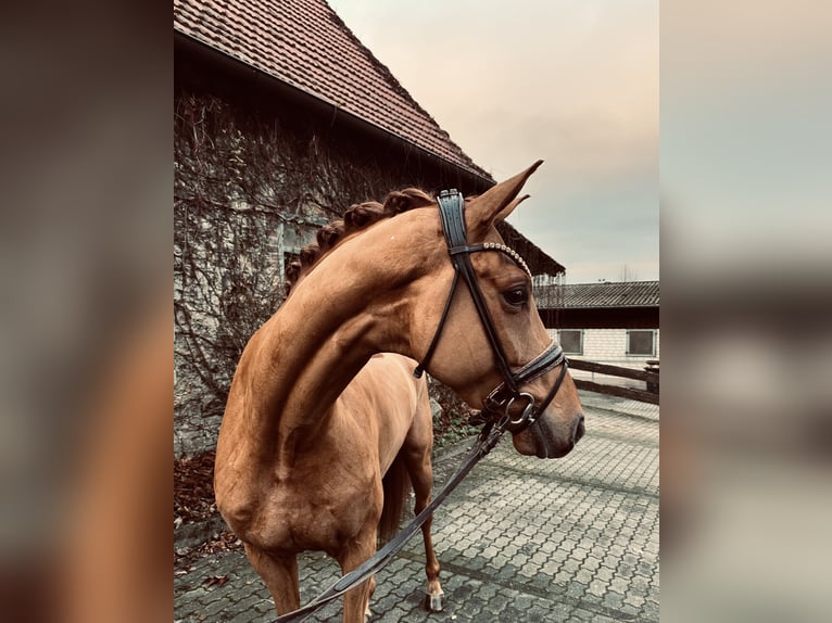 Oldenburgo Caballo castrado 4 años 166 cm Alazán in Bielefeld