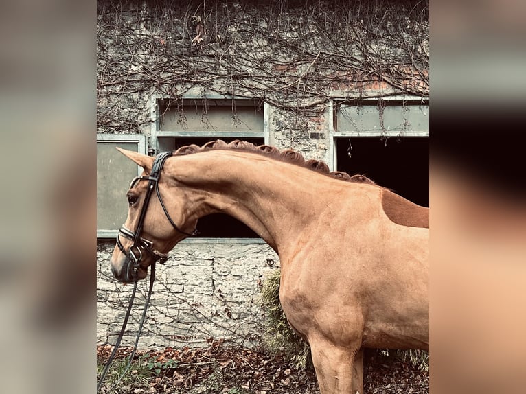 Oldenburgo Caballo castrado 4 años 166 cm Alazán in Bielefeld