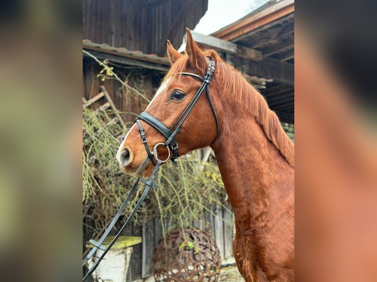 Oldenburgo Caballo castrado 4 años 166 cm Alazán in Loiching