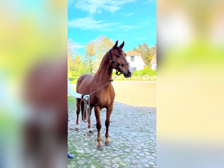 Oldenburgo Caballo castrado 4 años 166 cm Alazán-tostado in Hagen im Bremischen
