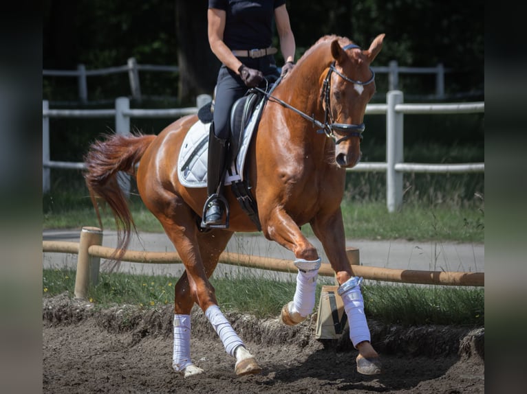 Oldenburgo Caballo castrado 4 años 166 cm Alazán-tostado in Lentföhrden
