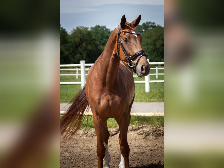 Oldenburgo Caballo castrado 4 años 166 cm Alazán-tostado in Lentföhrden