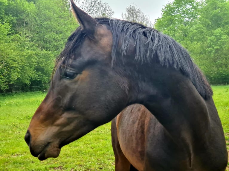 Oldenburgo Caballo castrado 4 años 166 cm Castaño in Ladelund