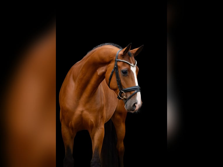 Oldenburgo Caballo castrado 4 años 166 cm Castaño in Neuenkirchen