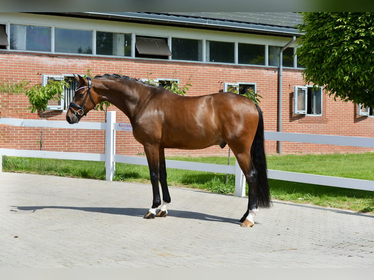 Oldenburgo Caballo castrado 4 años 166 cm Castaño in Vechta