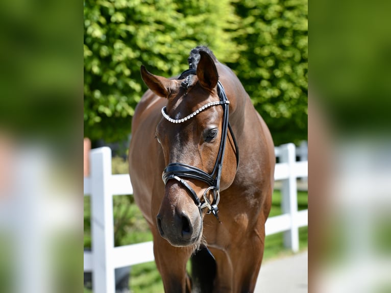 Oldenburgo Caballo castrado 4 años 166 cm Castaño in Vechta