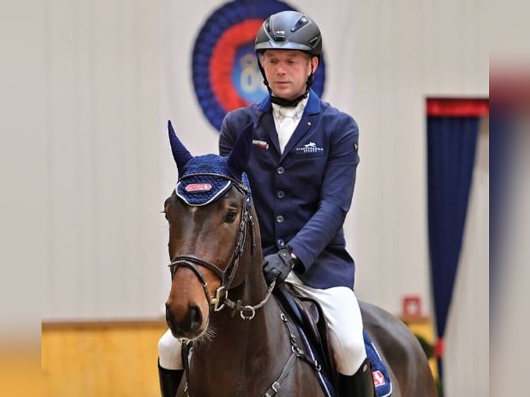 Oldenburgo Caballo castrado 4 años 166 cm Castaño in Vechta