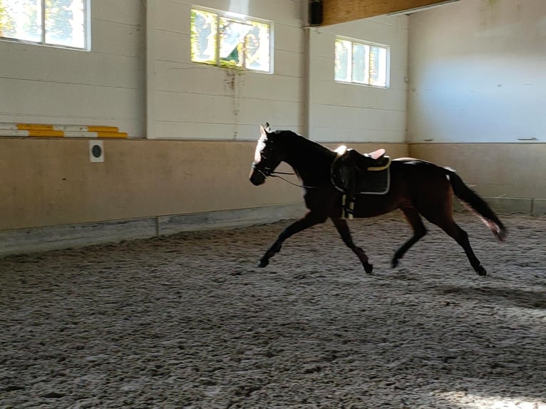 Oldenburgo Caballo castrado 4 años 166 cm Castaño oscuro in Hilgermissen