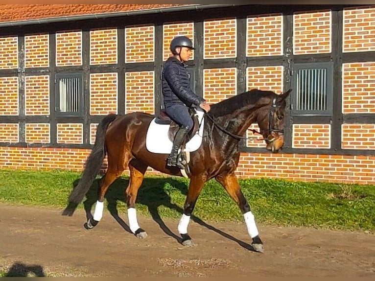 Oldenburgo Caballo castrado 4 años 166 cm Castaño oscuro in Hilgermissen