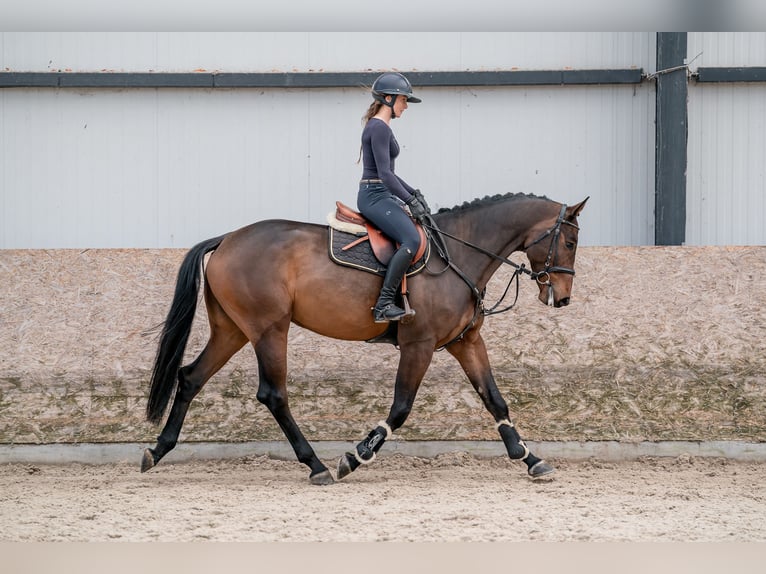 Oldenburgo Caballo castrado 4 años 166 cm Castaño oscuro in Zduchovice