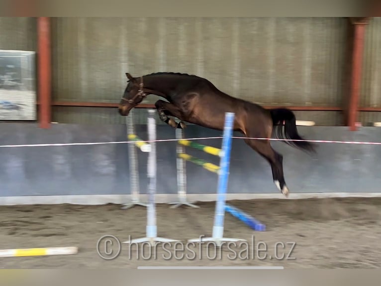 Oldenburgo Caballo castrado 4 años 166 cm Morcillo in Region Prag