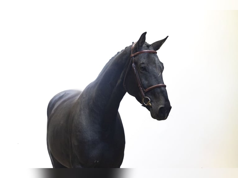 Oldenburgo Caballo castrado 4 años 166 cm Negro in Waddinxveen