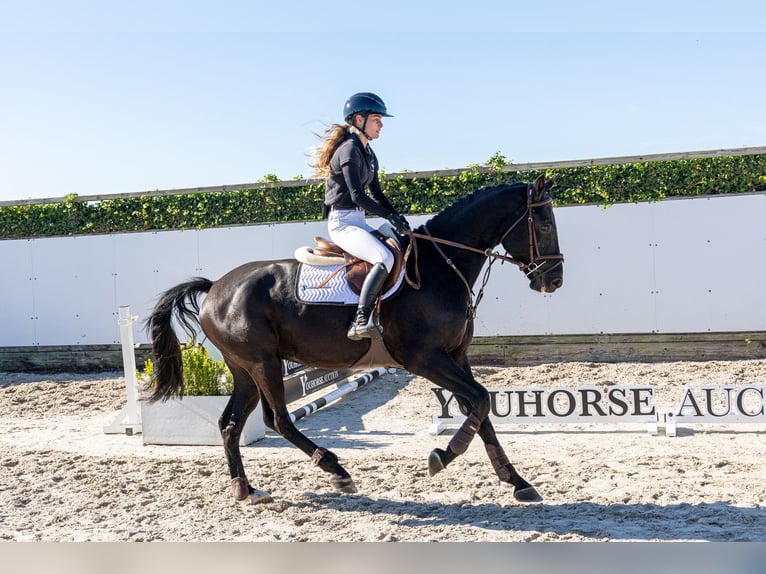 Oldenburgo Caballo castrado 4 años 166 cm Negro in Waddinxveen