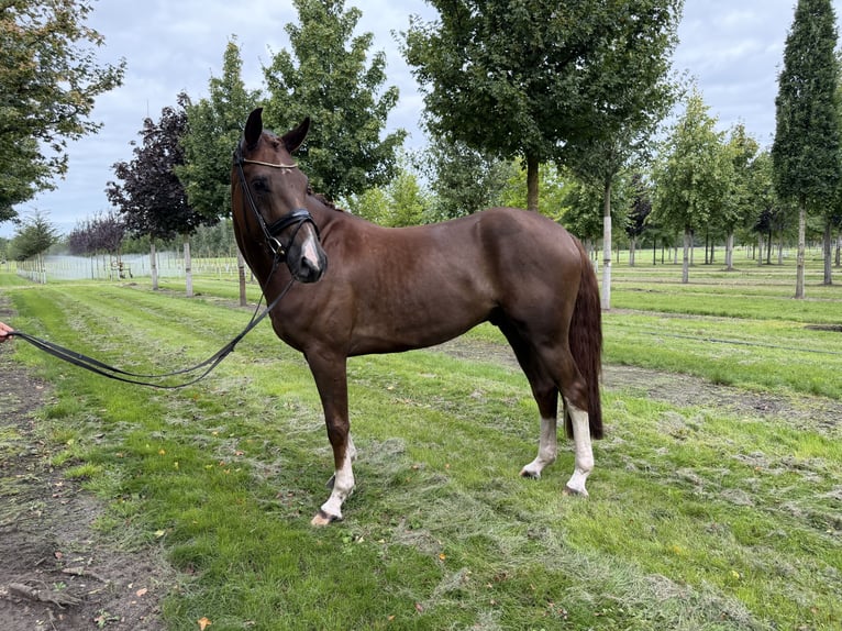 Oldenburgo Caballo castrado 4 años 167 cm Alazán in Bad Zwischenahn