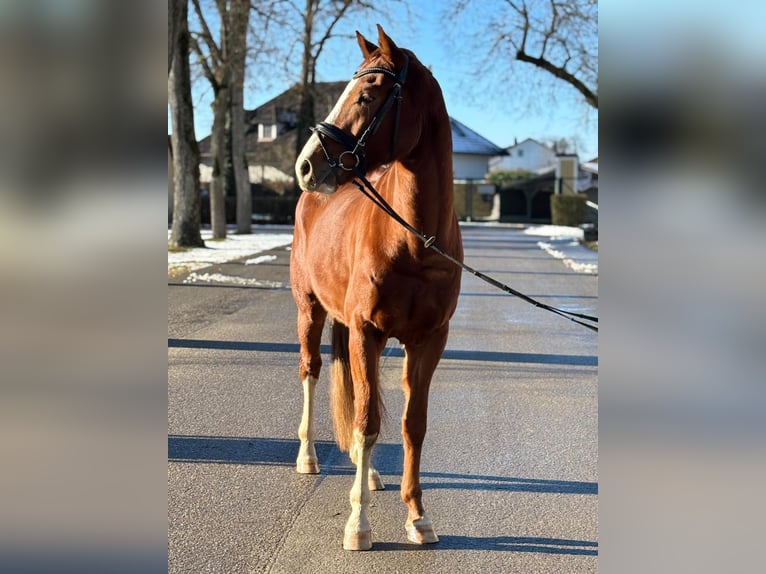 Oldenburgo Caballo castrado 4 años 167 cm Alazán in Stadl-Paura