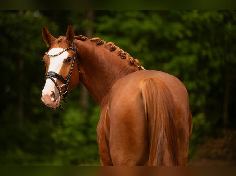 Oldenburgo Caballo castrado 4 años 167 cm Alazán in Wehringen