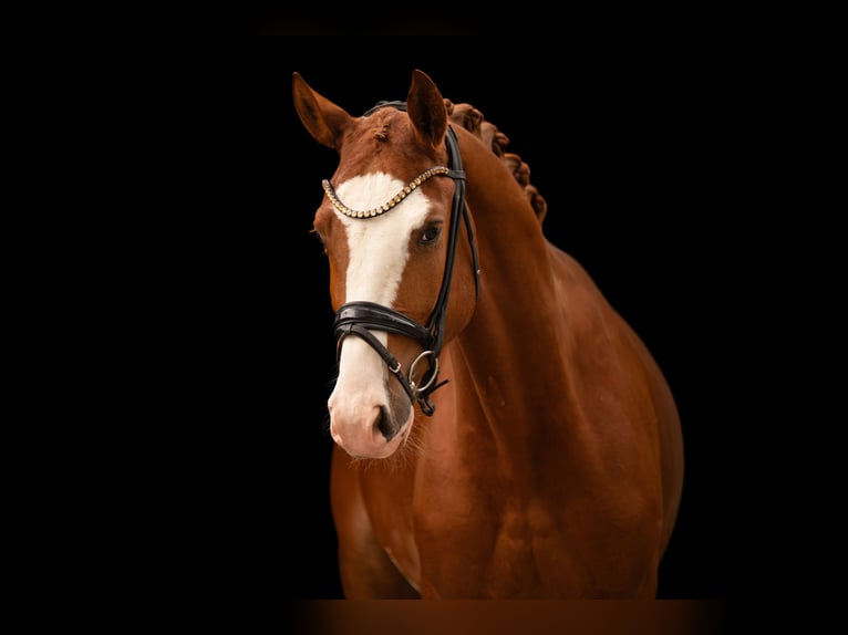 Oldenburgo Caballo castrado 4 años 167 cm Alazán in Wehringen