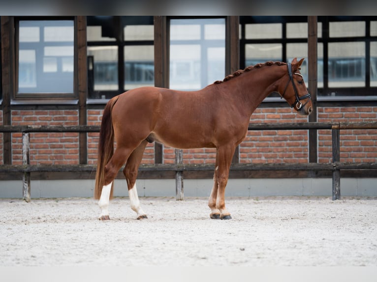 Oldenburgo Caballo castrado 4 años 167 cm Alazán in Heidesheim am Rhein