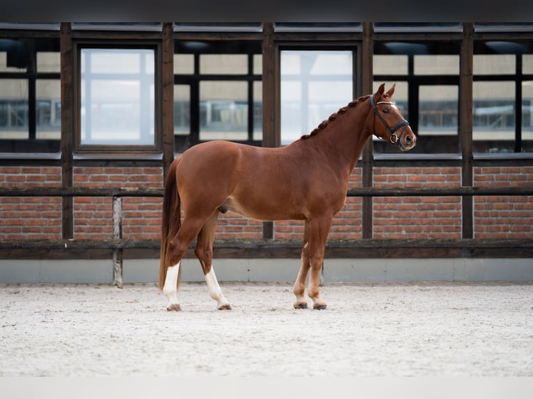 Oldenburgo Caballo castrado 4 años 167 cm Alazán in Heidesheim am Rhein