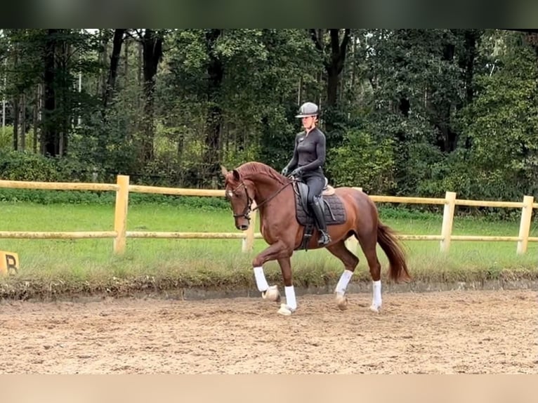 Oldenburgo Caballo castrado 4 años 167 cm Alazán-tostado in Lentföhrden