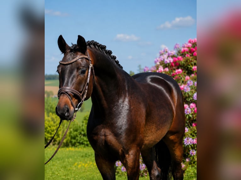 Oldenburgo Caballo castrado 4 años 167 cm Castaño in Békésszentandrás