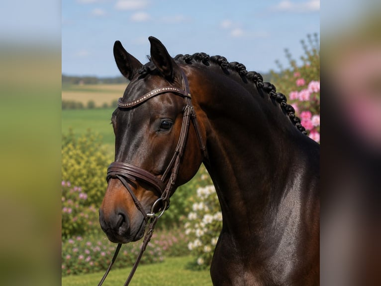 Oldenburgo Caballo castrado 4 años 167 cm Castaño in Békésszentandrás