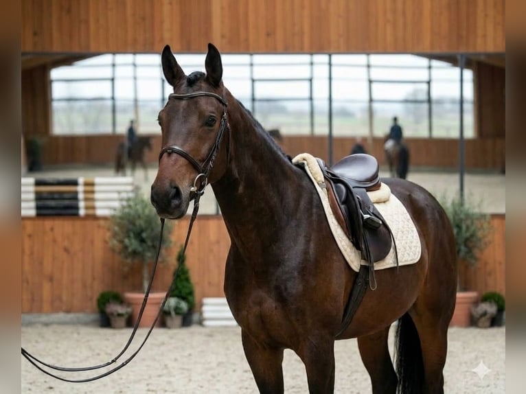 Oldenburgo Caballo castrado 4 años 167 cm Castaño in Békésszentandrás