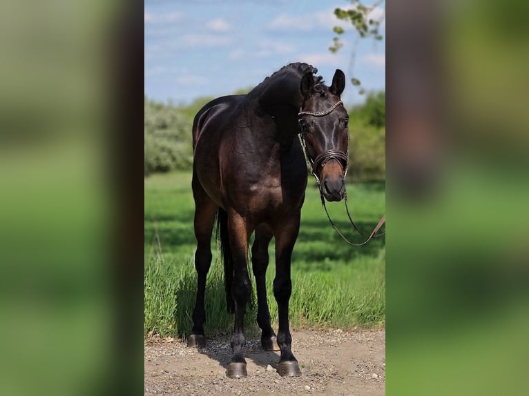 Oldenburgo Caballo castrado 4 años 167 cm Castaño in Békésszentandrás