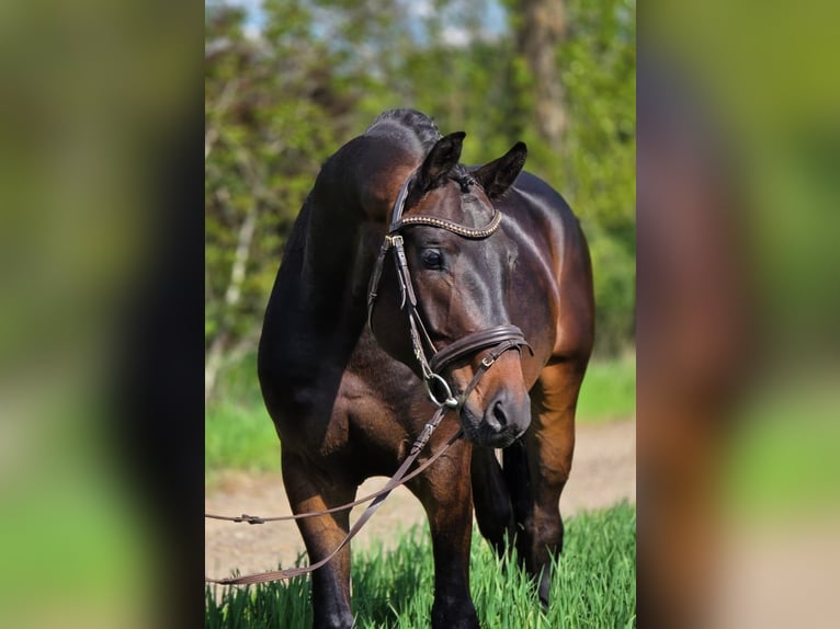 Oldenburgo Caballo castrado 4 años 167 cm Castaño in Gyula