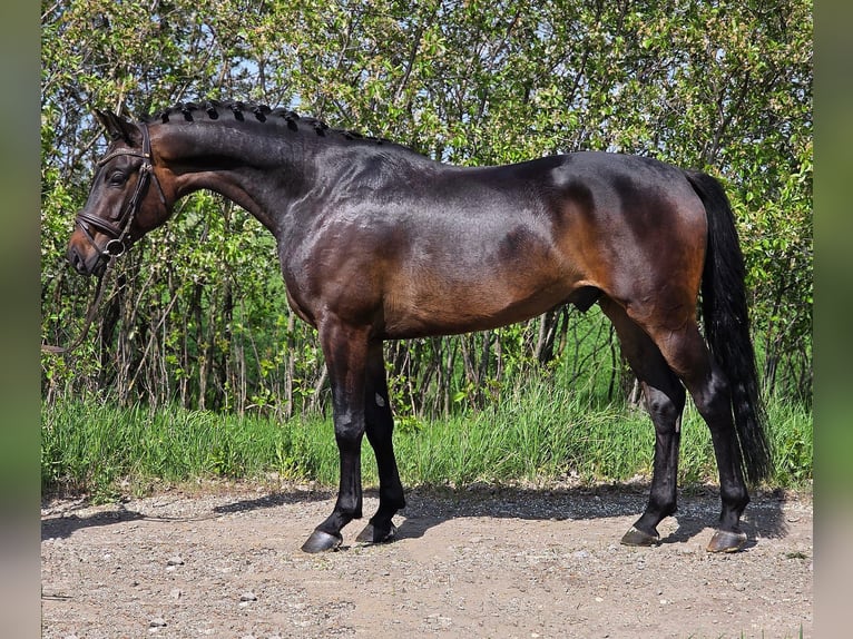 Oldenburgo Caballo castrado 4 años 167 cm Castaño in Gyula