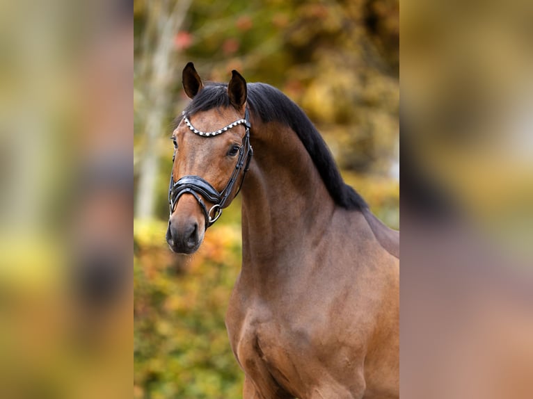 Oldenburgo Caballo castrado 4 años 167 cm Castaño in Steensel