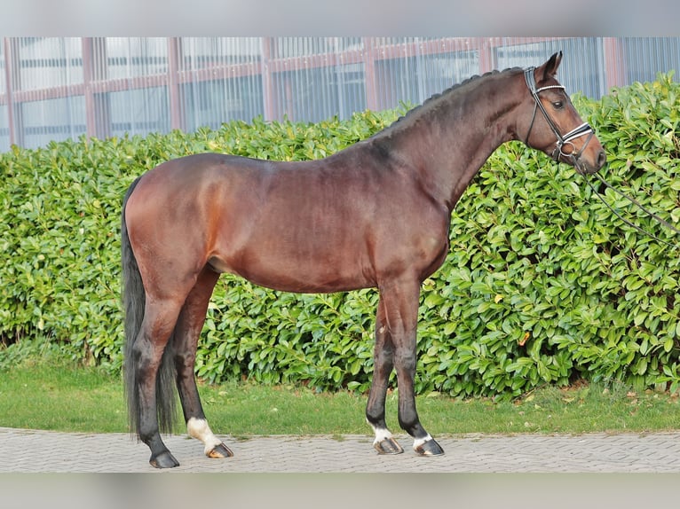 Oldenburgo Caballo castrado 4 años 167 cm Castaño in Warendorf