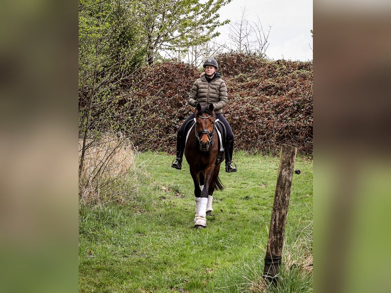 Oldenburgo Caballo castrado 4 años 167 cm Castaño oscuro in Emsdetten
