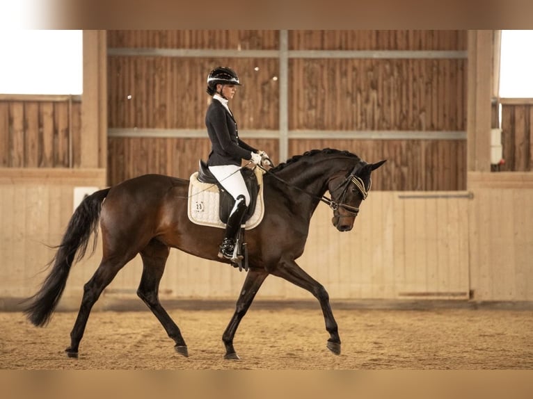 Oldenburgo Caballo castrado 4 años 167 cm Castaño oscuro in Lehrberg