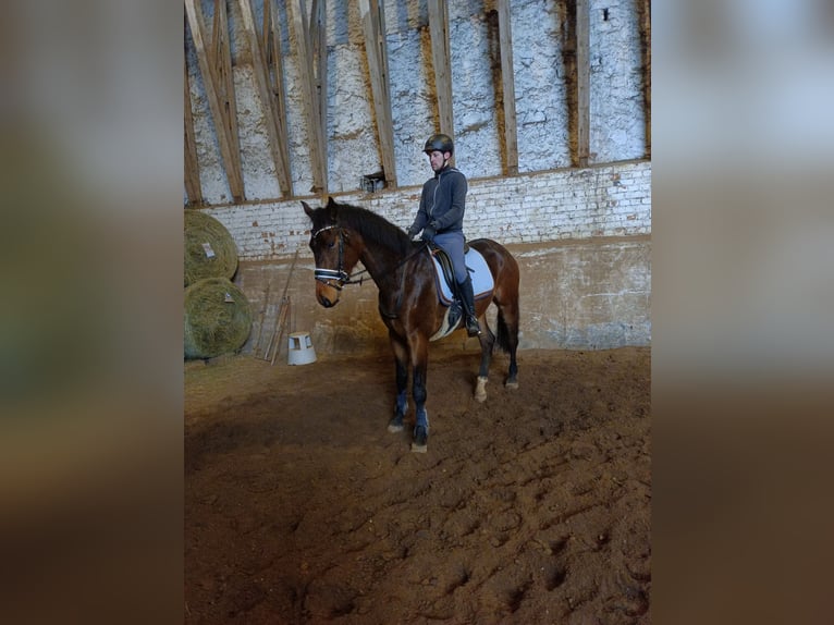 Oldenburgo Caballo castrado 4 años 167 cm Morcillo in Mügeln