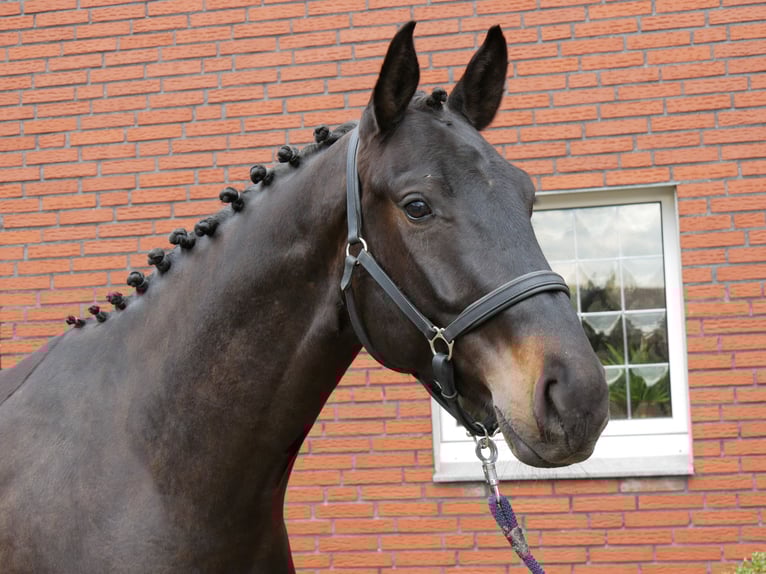 Oldenburgo Caballo castrado 4 años 167 cm Morcillo in Dorsten