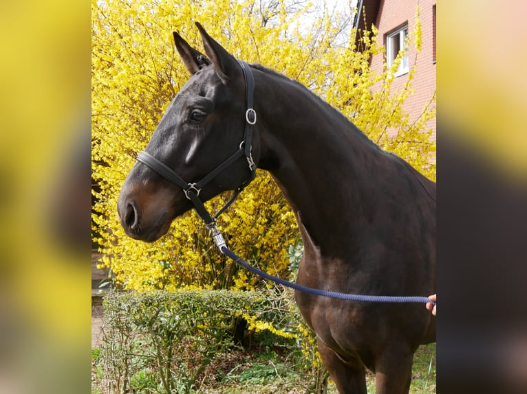 Oldenburgo Caballo castrado 4 años 167 cm Morcillo in Dorsten